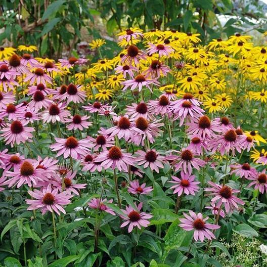 Purple Coneflower Echinacea Purpurea Seeds - 200 Non-GMO Perennial | Easy to Grow, Pollinator-Friendly