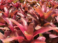 Neoregelia Bromeliad Super Fireball Cutting - 6" Red Serrate Foliage