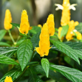 Golden Shrimp Plant Starter - Justicia brandegeana, Pachystachys lutea | Live Rooted Shrub Seedling