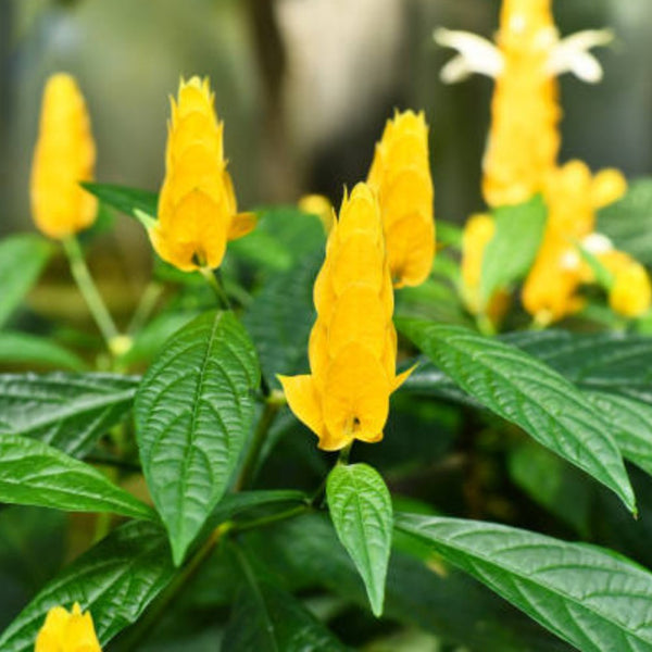 Golden Shrimp Plant Starter - Justicia brandegeana, Pachystachys lutea | Live Rooted Shrub Seedling