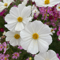 Cosmos Purity 1 Gram Seeds - Cosmos bipinnatus Elegant White Annual Flower