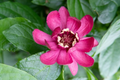 2 Bare Root Sweet Shrubs Calycanthus floridus - 1-2 ft Tall Live Flowering Plants