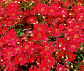 Coreopsis Plains Dwarf Red Seeds - Coreopsis tinctoria, Compact Red Wildflower