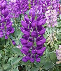 Lupinus Cobb Mountain Lupine Seeds - 25+ Purple Blooms, Pollinator-Friendly