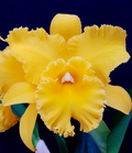 Rlc Lian Her Glory 'HER' x Village Chief Cunning Orchid Starter Plant – 3" Pot, Yellow Fall Blooms