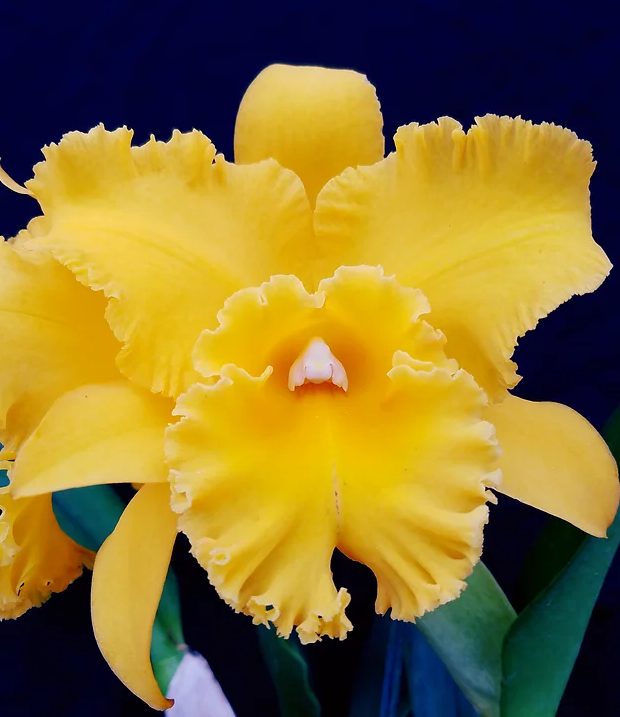 Rlc Lian Her Glory 'HER' x Village Chief Cunning Orchid Starter Plant – 3" Pot, Yellow Fall Blooms