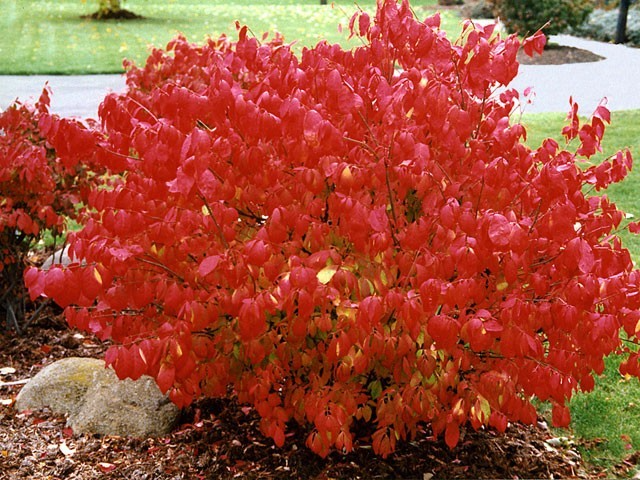 Dwarf Burning Bush Euonymus alatus - 10 Bare Root Plants, 2-3 ft mature, Fall Red Foliage