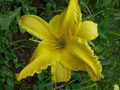 Hemerocallis Flying Saucer Daylily - 1 Live Root, Yellow Reblooming Perennial