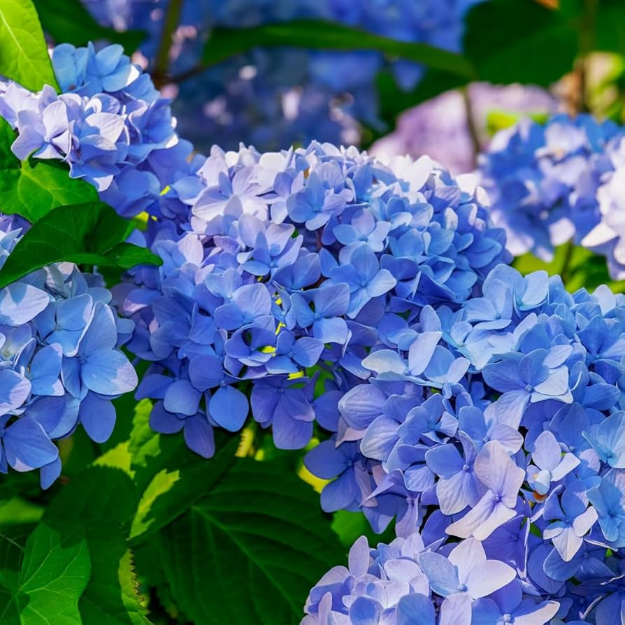 Blue Hydrangea Plant - 3-5" Fully Rooted Cutting Starter Plant (Hydrangea macrophylla)