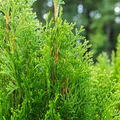 Arborvitae Emerald Green Thuja Emerald Cuttings (10-15 cm) - Starter Plant for Rooting
