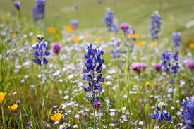 Lupinus bicolor Mini Lupine Seeds – 25+ Compact Wildflowers for Pollinators