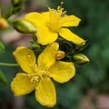 Hypericum Punctatum Seeds - Dotted St. John's Wort for Pollinators