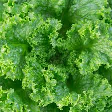 Grand Rapids Lettuce Seeds - Lactuca sativa, Heirloom Lettuce, 1000 Seeds