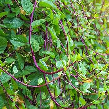 Malabar Spinach Red Stem Seeds Basella alba var. rubra | Heat-Tolerant Climbing Vegetable, 500mg