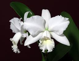 Cattleya Hawaiian Wedding Song 'Virgin' Orchid Starter Plant - White Fall Blooms