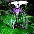 White Bat Orchid Seeds (Tacca integrifolia) - 10 Seeds, Exotic Tropical Houseplant