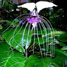 White Bat Orchid Seeds (Tacca integrifolia) - 10 Seeds, Exotic Tropical Houseplant
