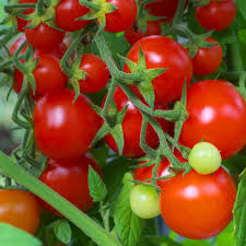 Red Cherry Tomato Seeds (Solanum lycopersicum) – Sweet, Bite-Sized, 50 Seeds