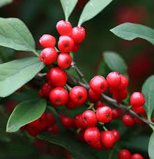 Mountain Holly Seeds (Ilex montana) – 500mg, Native Deciduous Shrub, Red Berries, Shade Tolerant