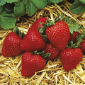 Albion Everbearing Strawberry Plants - 12 Bare-Root | Zones 4-9