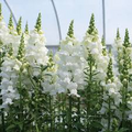 Antirrhinum majus Legend White Snapdragon Seeds – 1000+ Seeds for Garden & Cut Flowers