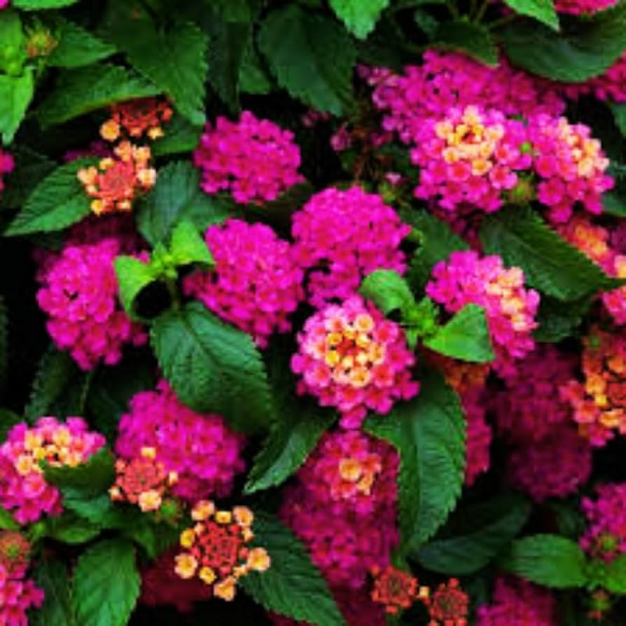 Lantana Bright Pink - Live Rooted Starter Plug Plant 1-4" tall, Full Sun, Drought-Tolerant