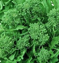 Broccoli Raab Rapini Seeds (Brassica rapa) - 500mg Packet ~ ~1,000 Seeds, Spring Heirloom, Tender Greens & Edible Buds