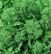 Broccoli Raab Rapini Seeds (Brassica rapa) - 500mg Packet ~ ~1,000 Seeds, Spring Heirloom, Tender Greens & Edible Buds