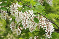 Flowering Black Locust Tree (Robinia pseudoacacia 'Allegheny') - Bare-Root Seedling, 1' Tall