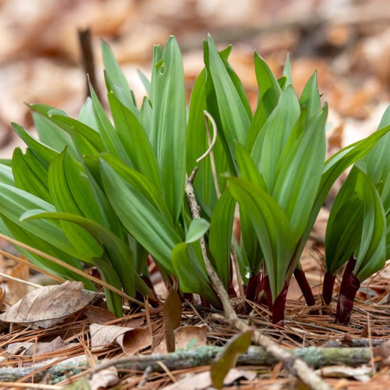 Ramps Wild Leeks Bulbs (Allium tricoccum) - 20 Organic Bare Root Roots
