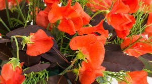 Henry Eckford Sweet Pea Seeds - Fragrant Orange-Pink, Climbing Vines (50+ Seeds) - Lathyrus odoratus