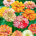 Zinnia Candy Striped Heirloom Seeds - 100 Non-GMO Double Bloom Flowers