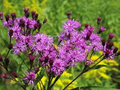 Vernonia Noveboracensis (New York Ironweed) Seeds - 400 Seeds for Pollinator Garden