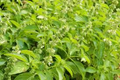 Lemon Basil Seeds - Ocimum basilicum var. citriodorum | Heirloom Culinary Herb