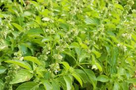Lemon Basil Seeds - Ocimum basilicum var. citriodorum | Heirloom Culinary Herb