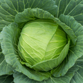Cabbage Golden Acre Seeds - Heirloom Brassica oleracea var. capitata, 1g Seed Packet
