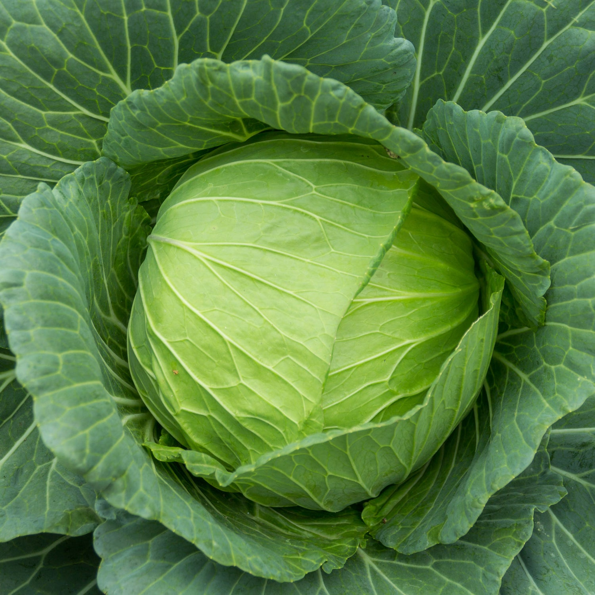 Cabbage Golden Acre Seeds - Heirloom Brassica oleracea var. capitata, 1g Seed Packet