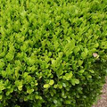 12 Japanese Boxwood Unrooted Cuttings - Buxus microphylla for Hedge Privacy Screens