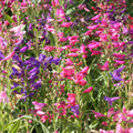 Penstemon Purple Dream Mix Seeds - 200 Premium Beardtongue Plants, Red & Purple Flowers