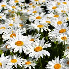 Daisy Shasta (Leucanthemum × superbum) 4000 Seeds – Classic White Perennial