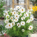 200 Double Click White Knight Cosmos Seeds - Frilly White Double Blooms, Cosmos bipinnatus