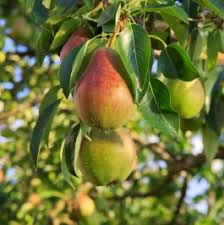 Ayers Pear Tree (Bare-Root) 12-18" - Heirloom Pyrus, Disease-Resistant