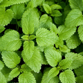 Lemon Balm Seeds - Heirloom Non-GMO, Lemon-Mint Scent, 70 Days, Zones 3-9