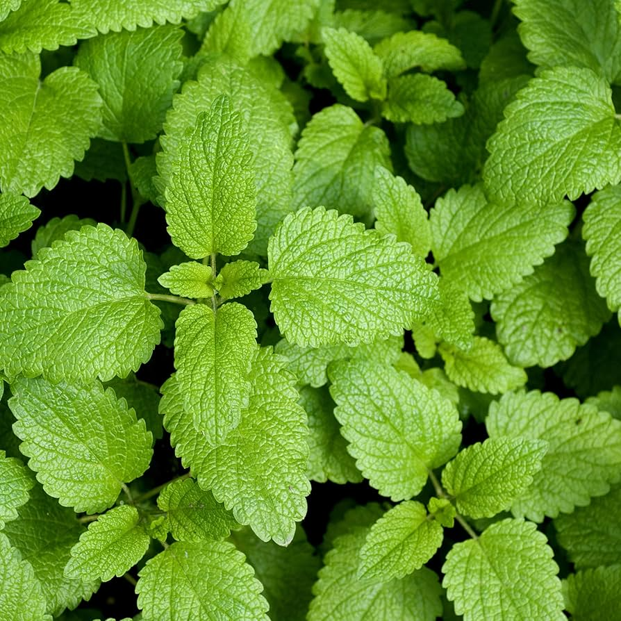 Lemon Balm Seeds - Heirloom Non-GMO, Lemon-Mint Scent, 70 Days, Zones 3-9