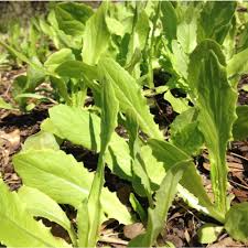 Asparagus Lettuce New Yu Mai Seeds (Lactuca sativa var. angustana) 500mg