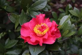 Dr. JC Raulston Camellia Japonica Starter Plant - Rare Red, Shade-Loving