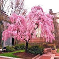 Weeping Cherry Tree Prunus subhirtella - 2-3 ft Live Starter Plant, Ready to Plant