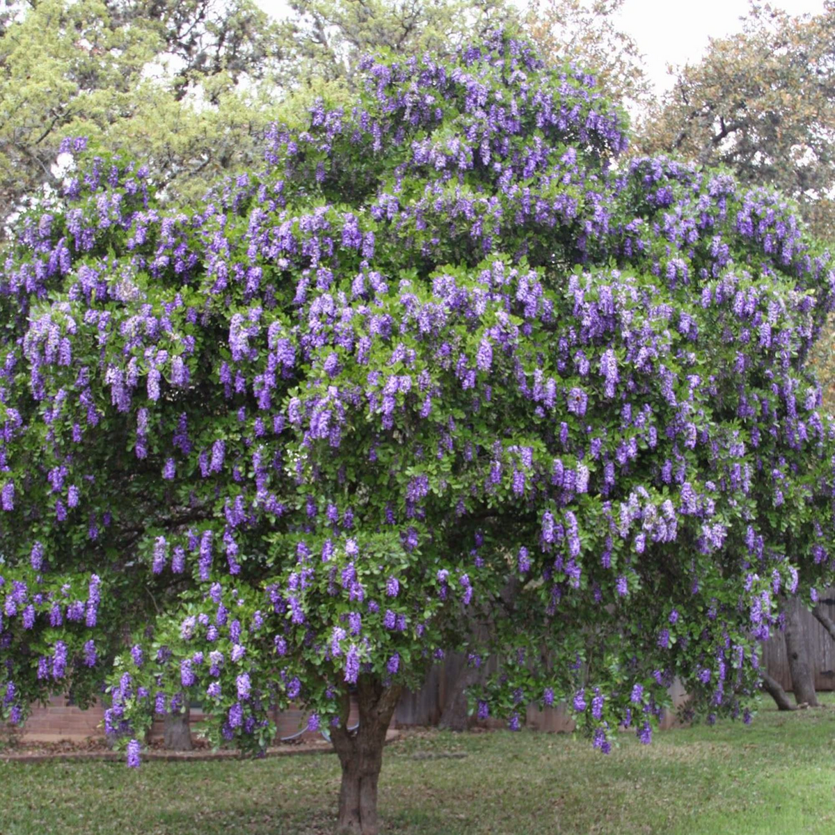 Texas Mountain Laurel Seeds (Sophora secundiflora) – 5 Seeds, Fragrant Purple Blooms, Drought Tolerant