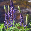 15 Seeds Lupine Riverbank (Lupinus rivularis) - Blue Perennial, Pollinator-Friendly, Hardy for Borders