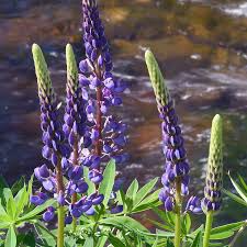 15 Seeds Lupine Riverbank (Lupinus rivularis) - Blue Perennial, Pollinator-Friendly, Hardy for Borders